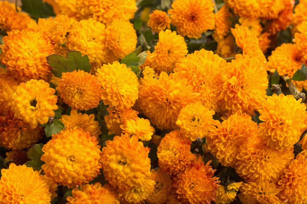 Chryzantémy