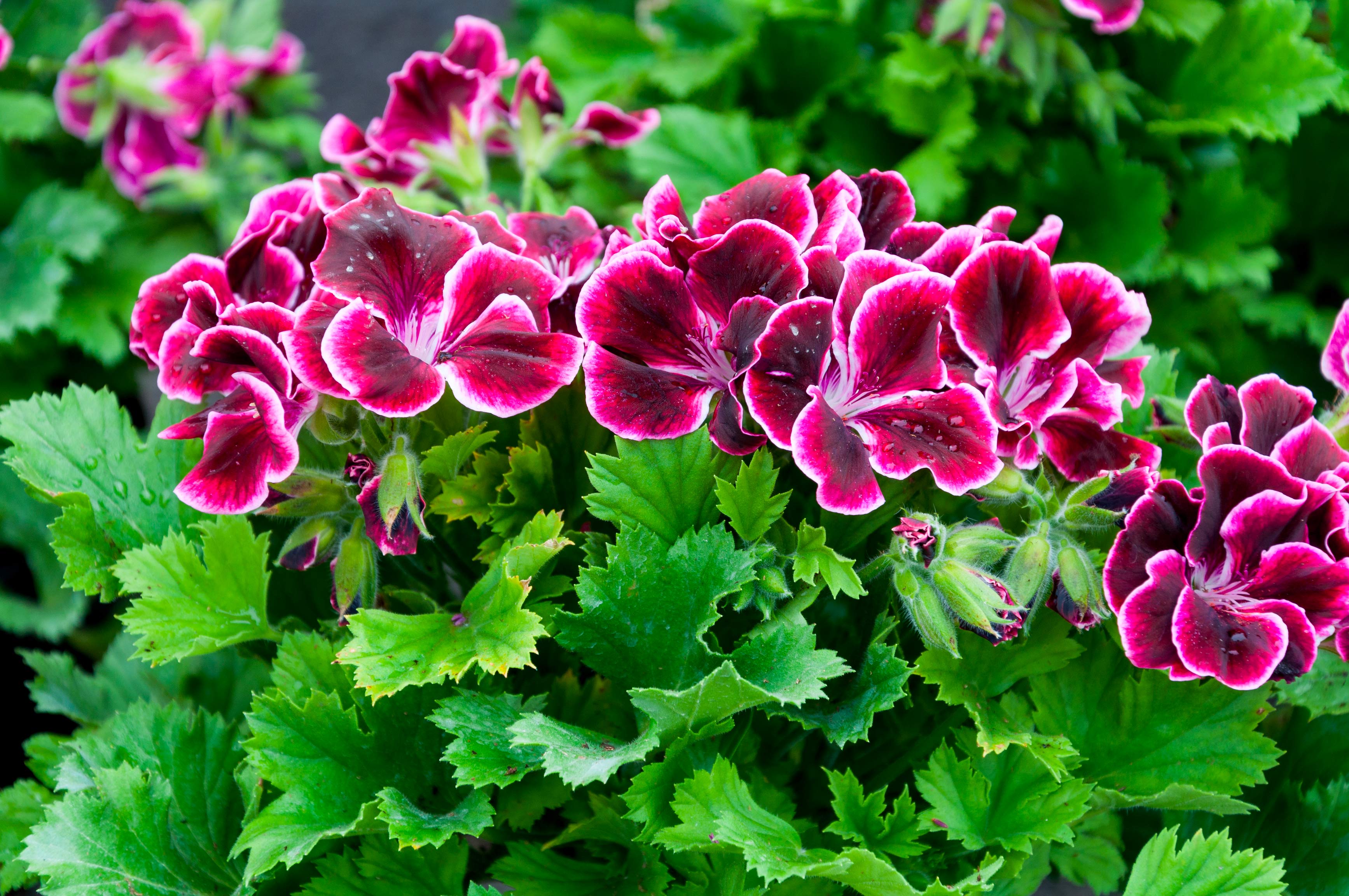 Завод гераней. Пеларгония ДИСТИНКТИОН. Пеларгония Pelargonium grandiflorum Jolenta. Пеларгония камео. Pelargonium crispum (пеларгония курчавая).