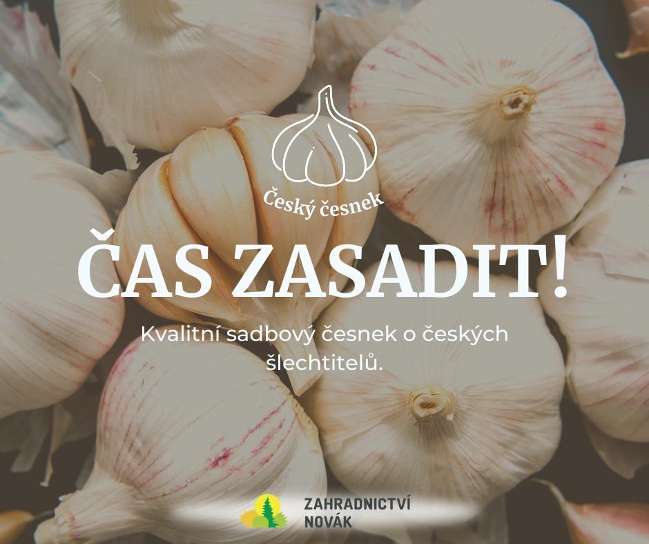 Jak na česnek? 