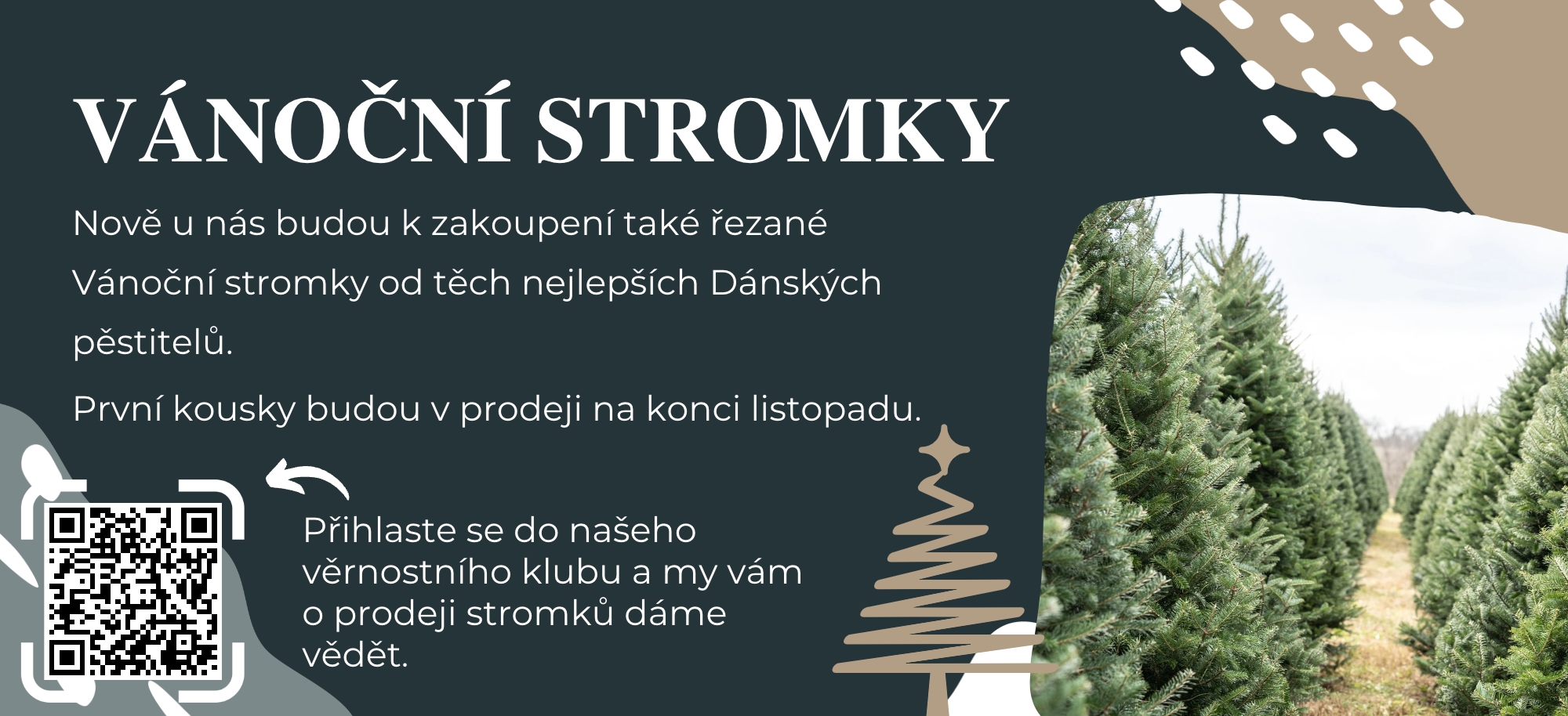 Řezané vánoční stromky.