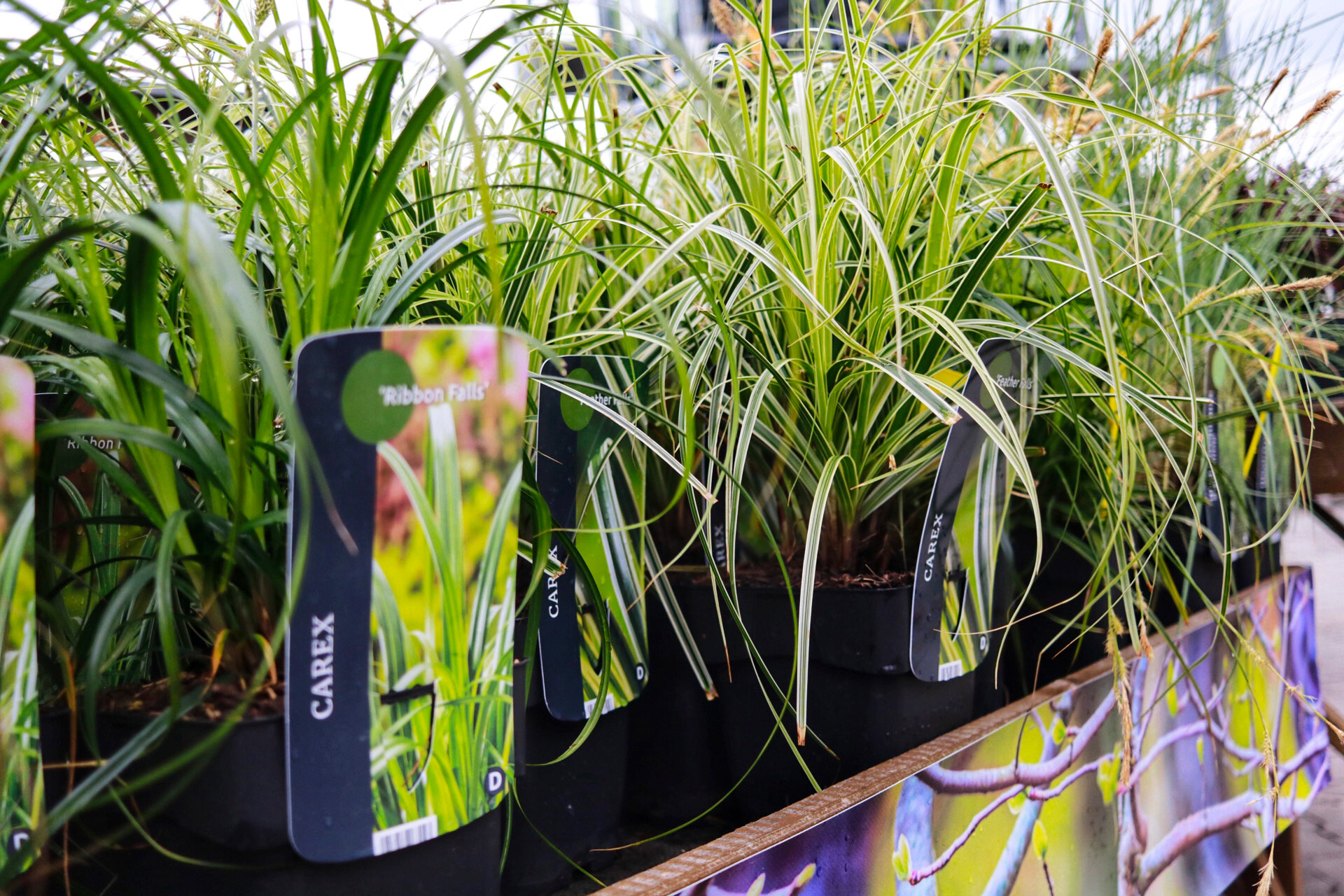 Carex.jpg