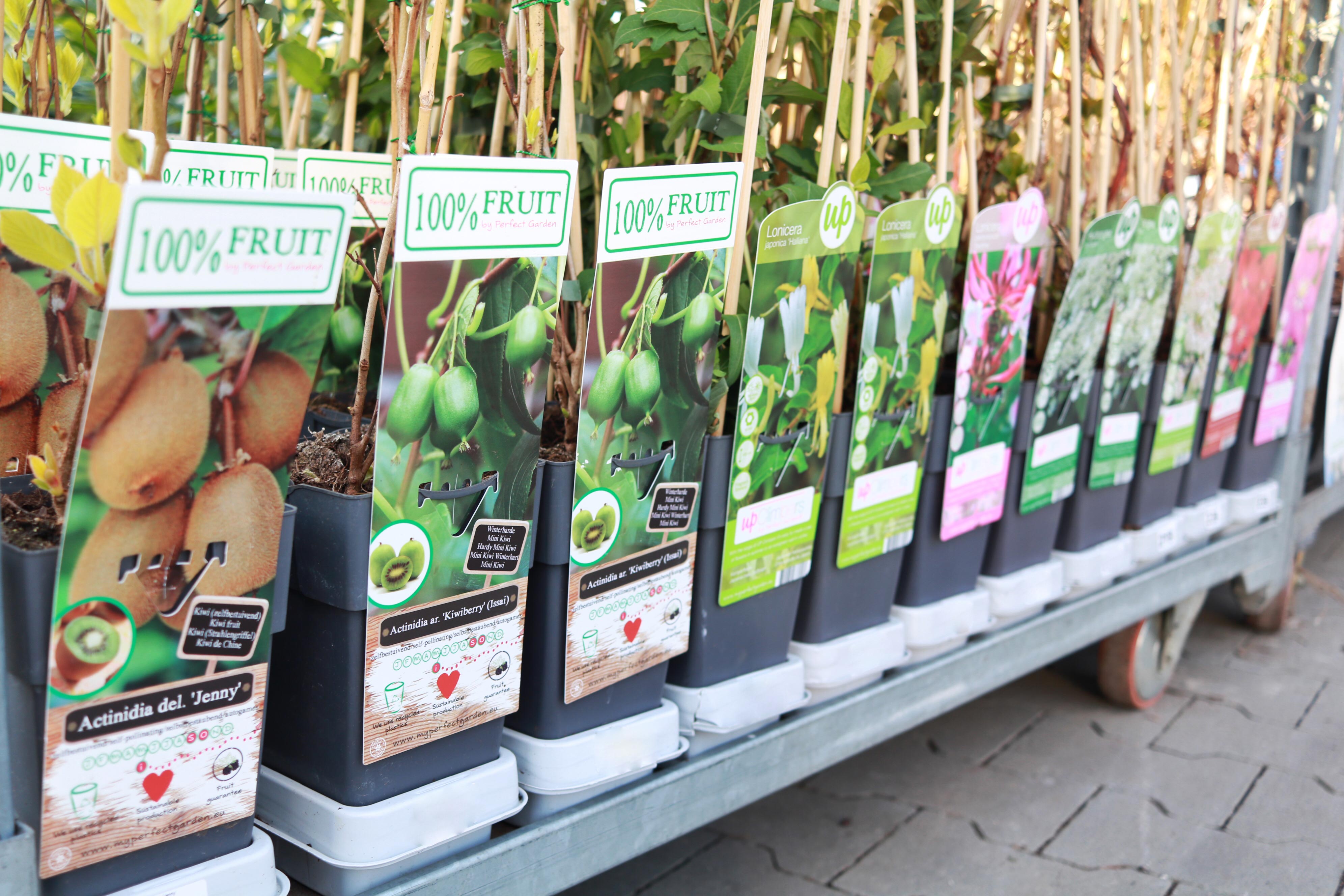 Actinidia.jpg