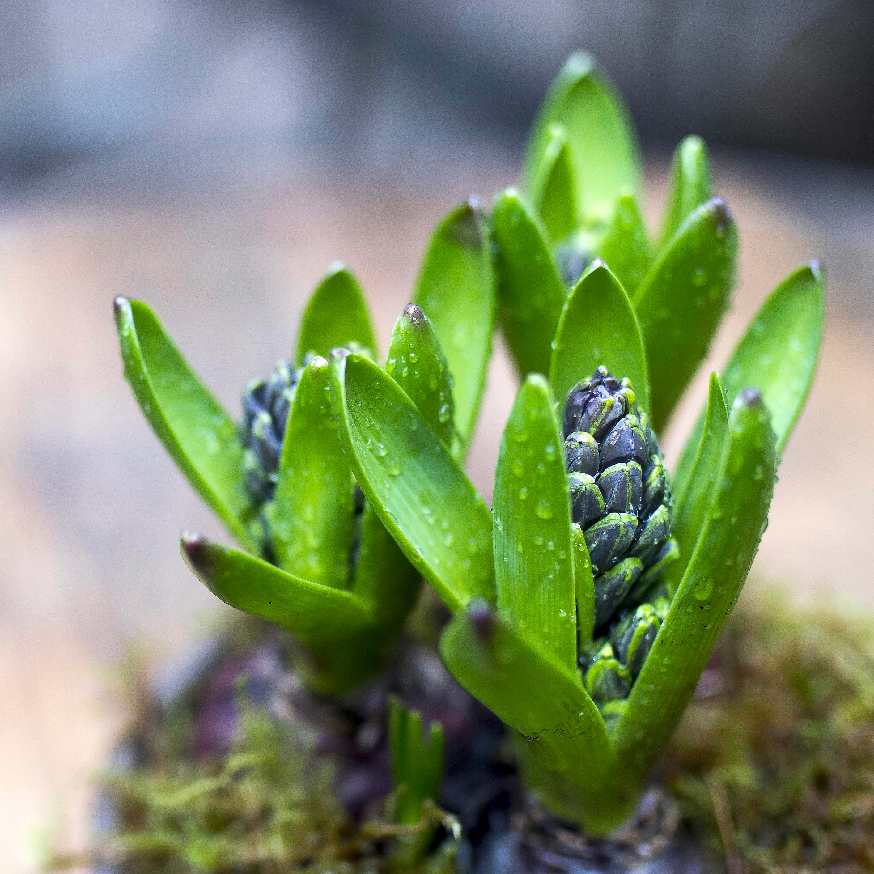 hyacint.jpg