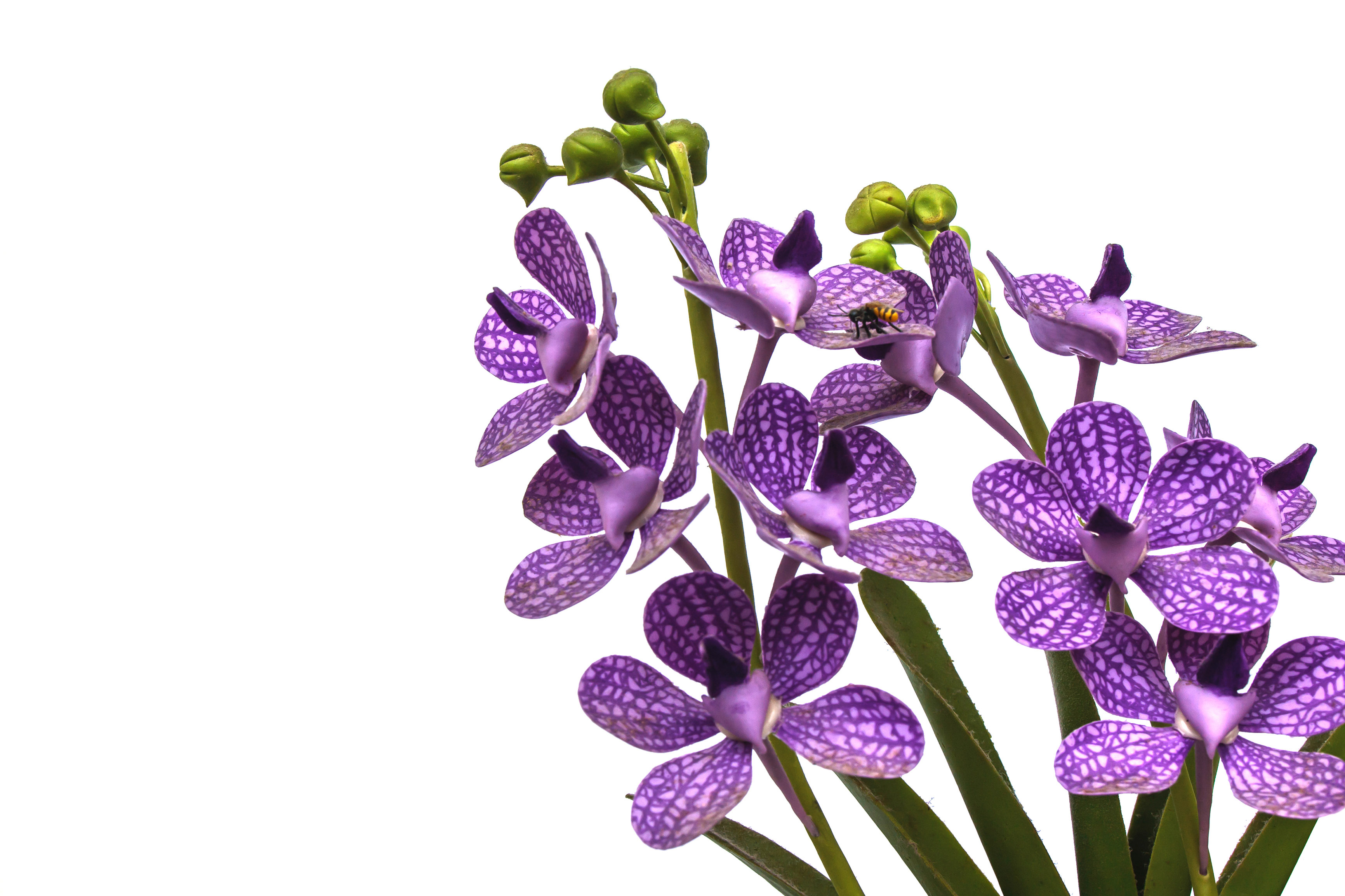 umela-orchidej.jpg