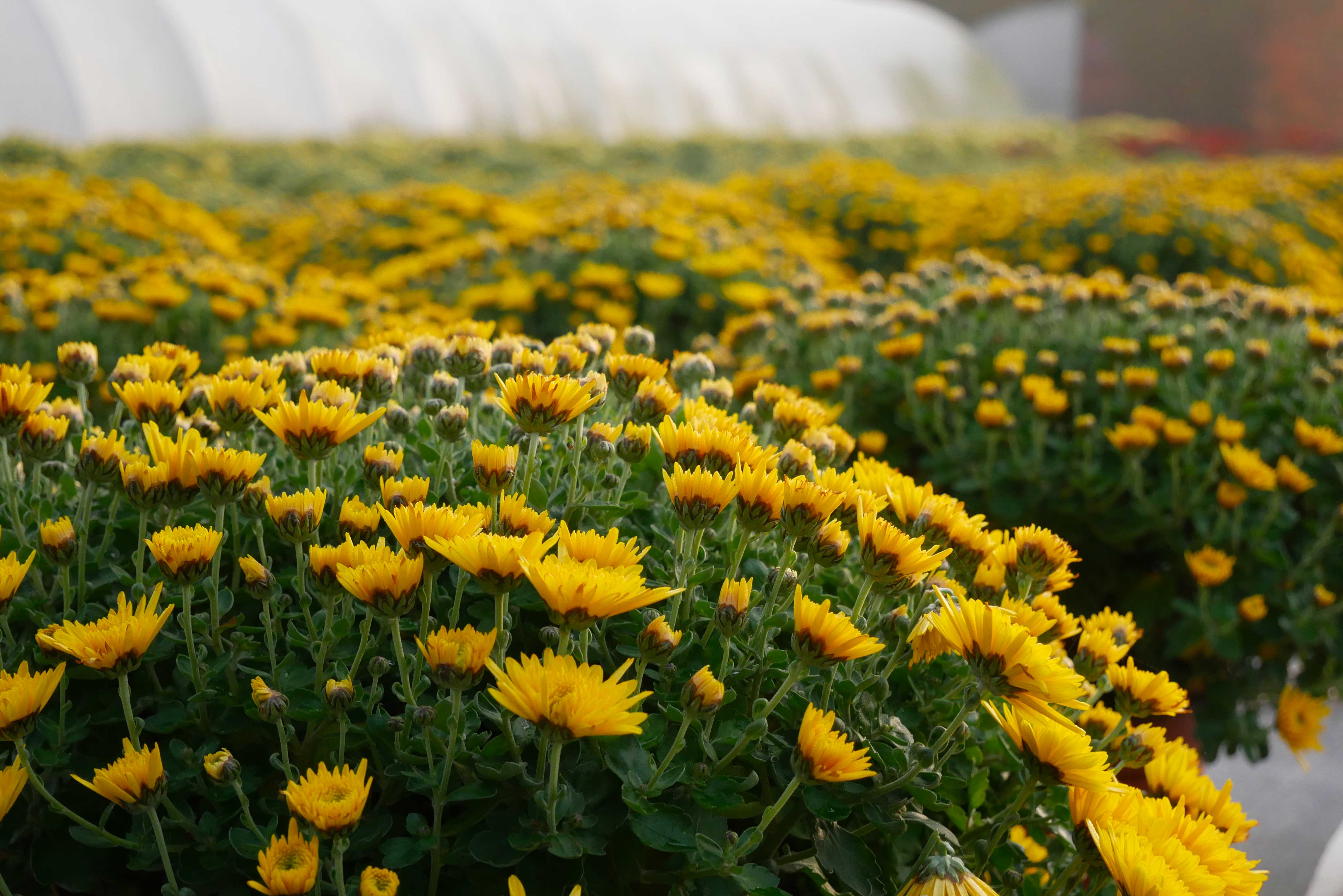chrysantema.jpg