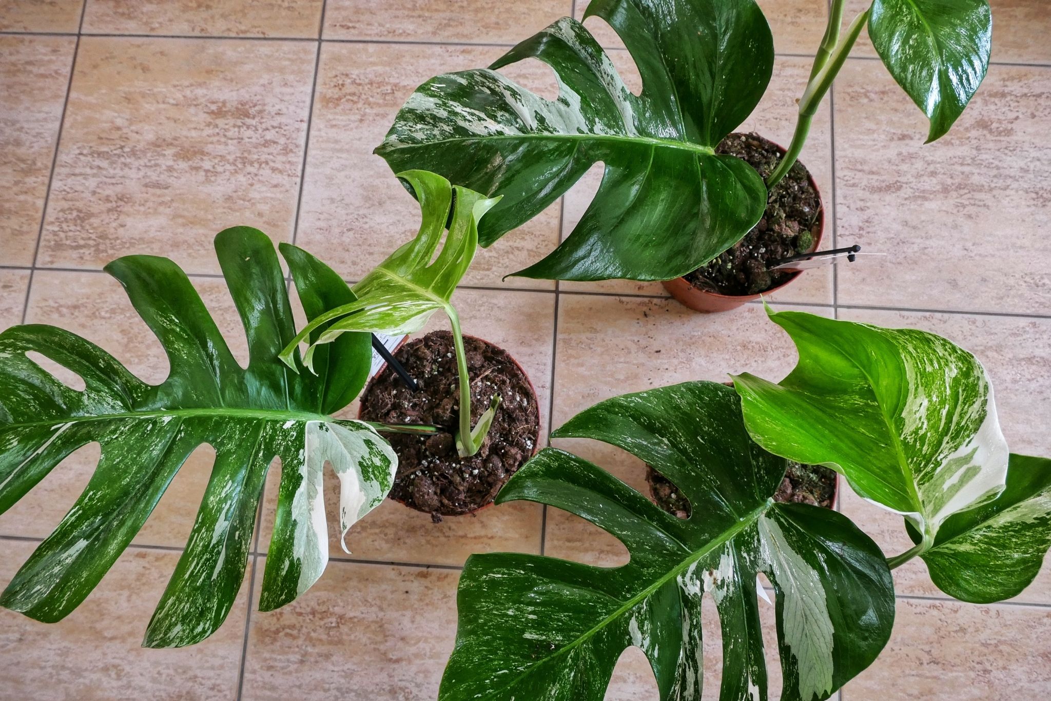 monstera-variegata.jpg