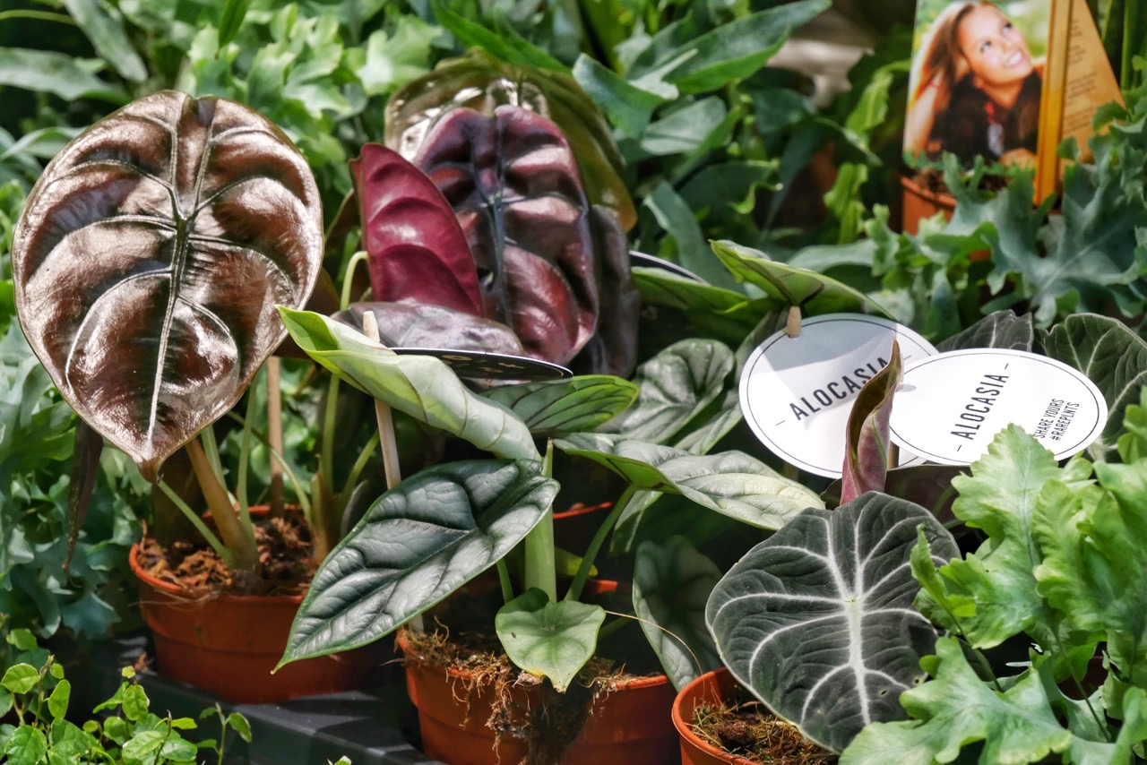 alocasia.jpeg