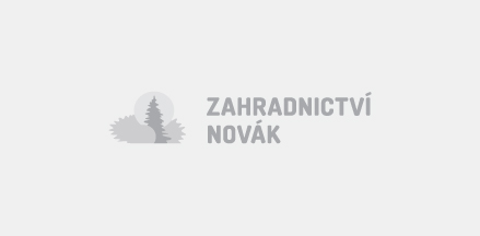 Raritní pokojové rostliny